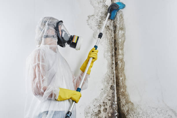 Best DIY Mold Remediation Support Services in Baywood, NY